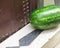 Watermelon on the front step of a house, Morocco