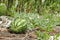 Watermelon Garden Bordered With Corn