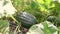 Watermelon in the garden or greenhouse on a Sunny day. Moistening of plants and vegetables in a home farm