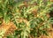 Watermelon green leaves and flowers, summer time in the garden, watermelon plant