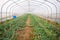 Watermelon in Greenhouse