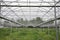 Watermelon in Greenhouse