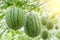 Watermelon in greenhouse