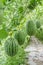 Watermelon in greenhouse