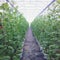 watermelon in greenhouse on field