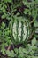 Watermelon growing in the garden laying on the ground