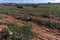 Watermelon growing and harvest tractor with wagon in the field