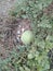 Watermelon grows on stone dump