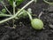 Watermelon growth. A small watermelon grows in the garden. ON the whip green ripens a small watermelon. Watermelon in