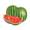 Watermelon isolated on white background. Vector image