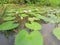 Watermelon  leaves of the water lily are floating on the water