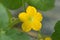 Watermelon male flower