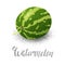 Watermelon, organic fruit, vegetarianism, vitamins in the garden vector illustration, vector particles