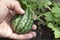 Watermelon plant