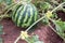 Watermelon plant in a garden