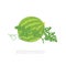 Watermelon plant. Vector illustration. Citrullus lanatus. Watermelon on white background