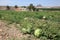 Watermelon plantation