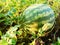 Watermelon plantation. Tropical fruit