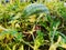 Watermelon plantation. Tropical fruit