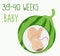 Watermelon. pregnancy development, size of embryo for 39-40 weeks. compare with vegetables. Human fetus inside the womb 9 months