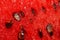 Watermelon pulp with seeds closeup