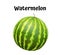 Watermelon realistic ripe. Vector illustration.