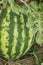 Watermelon ripens in the garden bed