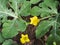 Watermelon`s blossom. Water melon green leaves with flowers.