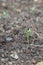 Watermelon seedling emerging from rough soil