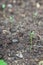 Watermelon seedling emerging from rough soil