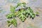 Watermelon seedling in soil covered with film