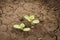 Watermelon seedlings