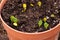 Watermelon seedlings in a pot