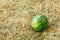 Watermelon on softly thatch background