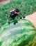 A Watermelon Summer Picnic for the Ants