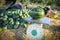 watermelon on weighing kitchen scale - fresh watermelon fruit on agriculture garden watermelon farm for sale fruit market ,