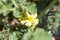 Watermelon yellow flower in nature