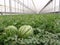 Watermelons on Almeria greenhouse.