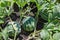 Watermelons on the green melon field