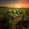 Watermelons harvested in a wooden box in a field with sunset.