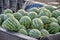 Watermelons in Mekong Delta