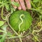 Watermelons on vine has not reached desired size