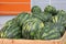 Watermelons Wholesale