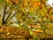 watermill and water friction in pili triklala greece autumn colors in platanus forest