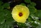 the waterpoppy (Hydrocleys nymphoides) yellow flower, aquatic plant