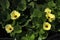 Waterpoppy plant and yellow flowers, Hydrocleys nymphoides