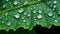 Waterproof Leaf Texture Close-Up. Big Water Drops. Rainproof Physics In Nature