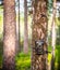 Waterproof Wildlife trail Camera