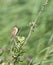 Waterrietzanger, Aquatic Warbler, Acrocephalus paludicola