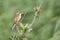 Waterrietzanger, Aquatic Warbler, Acrocephalus paludicola